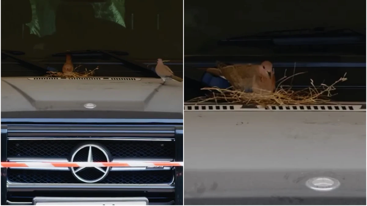 Close up of pigeon nesting on Crown Prince of Dubai's car with plate 11